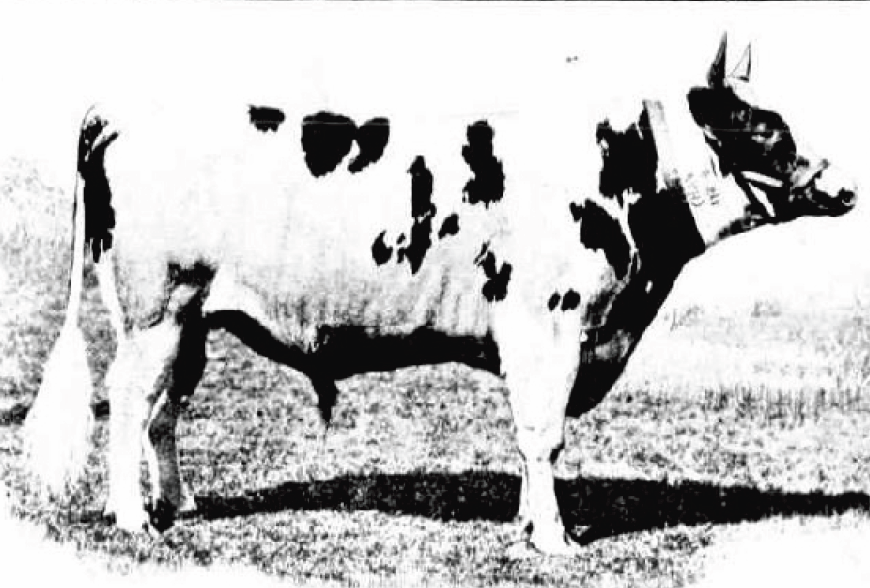 Lord Douglas, Ayrshire bull